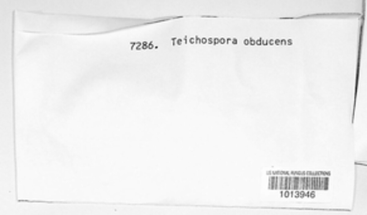 Praetumpfia obducens image